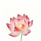Flowerva Lotus Petal Etherea Premium Decor