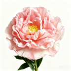 Flowerva Orchid Peony Luminaire Premium Flower