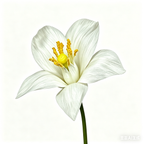 Flowerva Lily Only Silhouette Sprig Premium Decor