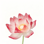 Flowerva Lotus Petal Etherea Premium Decor