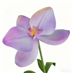 Flowerva Pastel Gradient Cadence Premium Decor