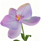 Flowerva Pastel Gradient Cadence Premium Decor