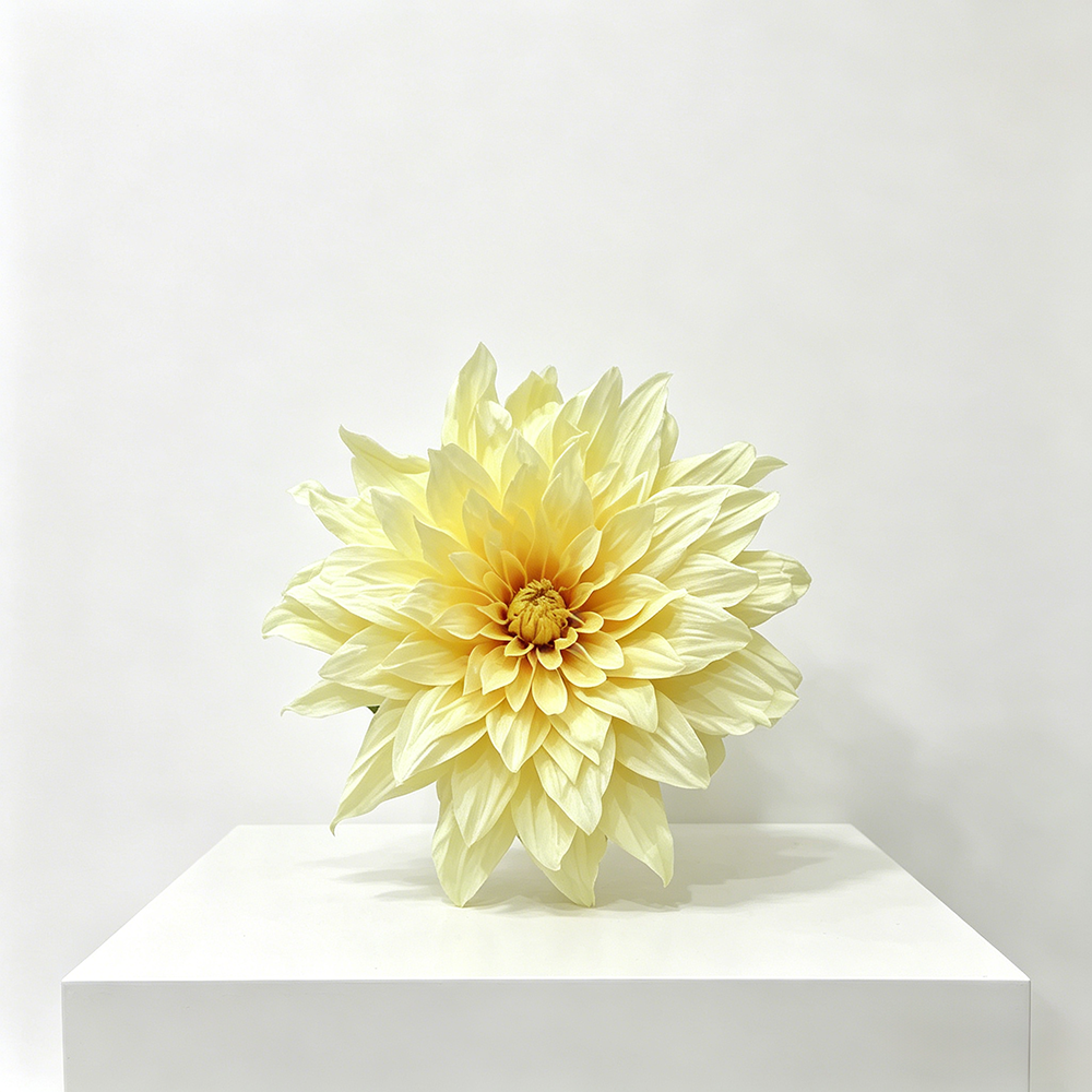 Flowerva Cream Dahlia Bloom Premium Decor