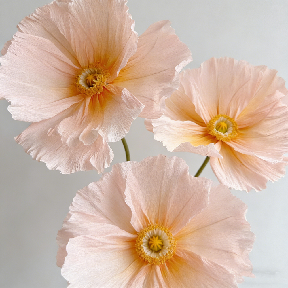 Flowerva Ethereal Crepe Paper Poppy Art Installation
