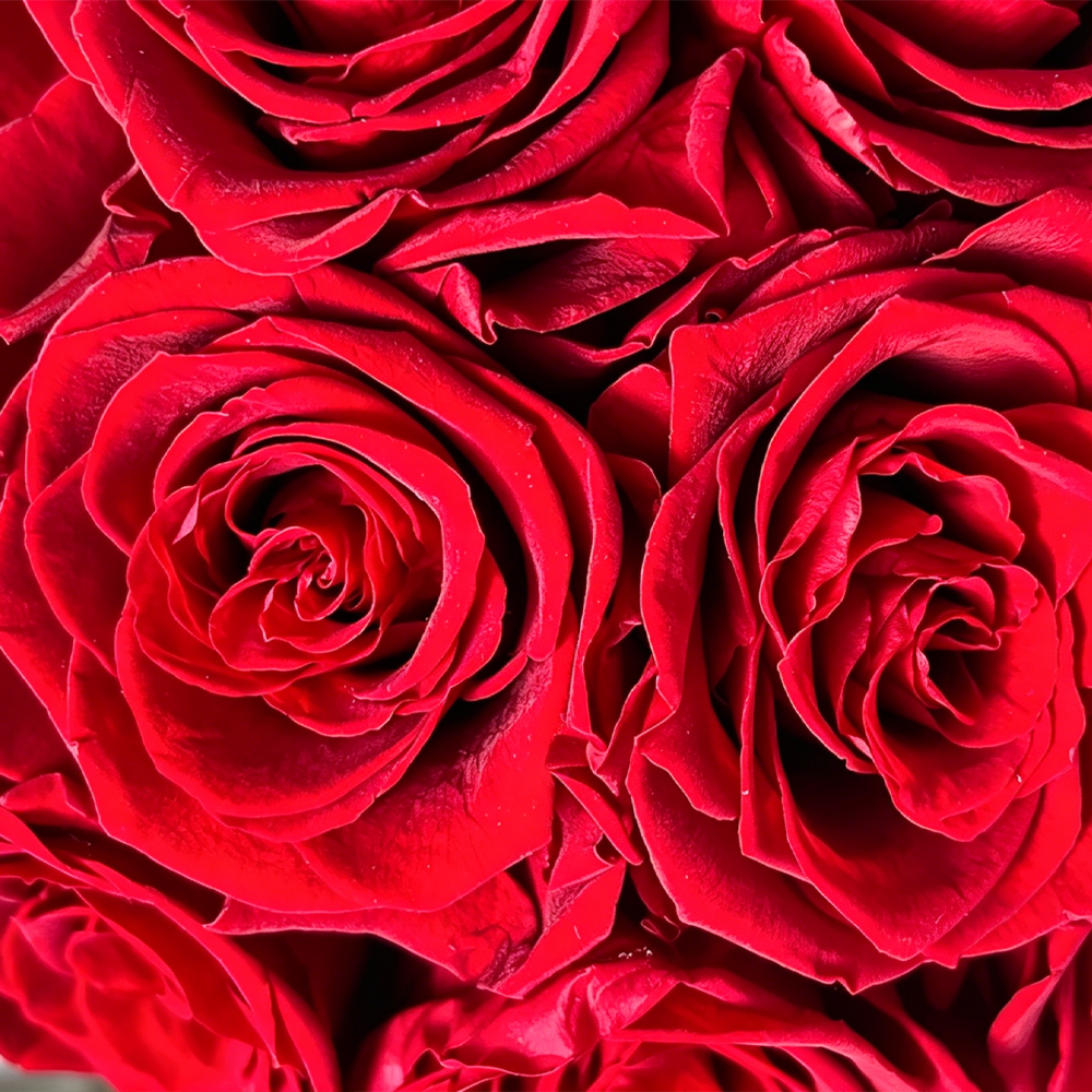 Premium Eternal Rose Opulent Keepsake Box