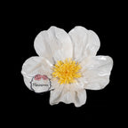 Flowerva Sheer Fabric White Daisy Decor