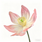 Flowerva Soft Narcissus Premium Flower