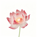 Flowerva Lotus Petal Etherea Premium Decor