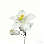 Flowerva Lily Only Silhouette Sprig Premium Decor