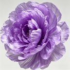 Flowerva Peony Veil Luminara Premium Decor