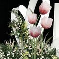 Flowerva Tulip Set Veil Etherea Premium Decor