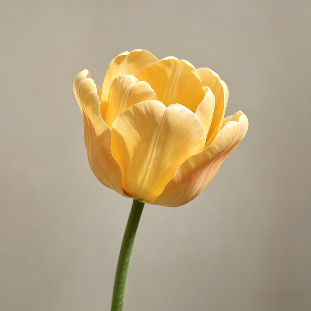 Flowerva Yellow Tulip Statement Bloom Premium Decor