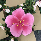Flowerva Everlasting Sakura Premium Flower