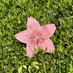 Flowerva Everlasting Sakura Premium Flower