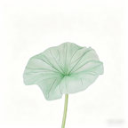 Flowerva Lotus Petal Etherea Premium Decor