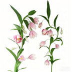 Flowerva Lotus Petal Serenity Premium Decor
