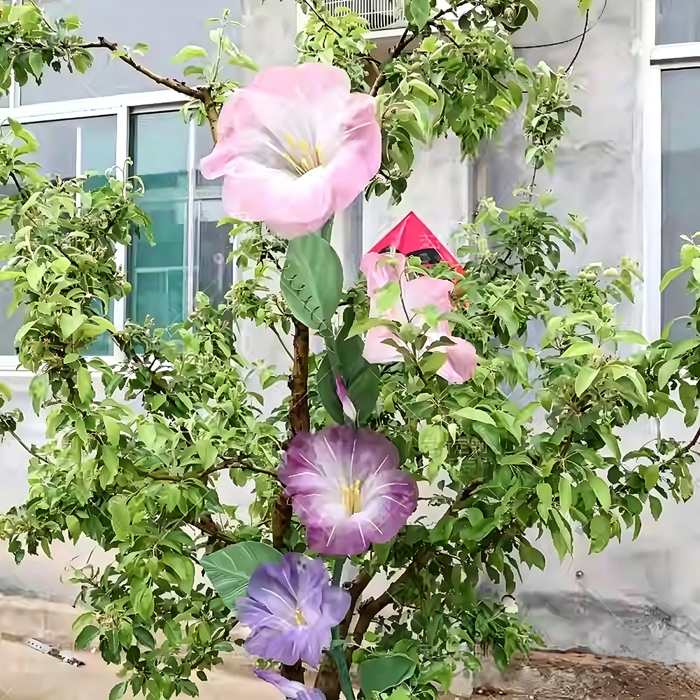 Flowerva Morning Glory Veil Etherea Premium Decor