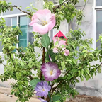 Flowerva Morning Glory Veil Etherea Premium Decor