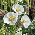 Flowerva Ethereal Crepe Paper Poppy Art Installation