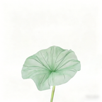 Flowerva Lotus Petal Etherea Premium Decor