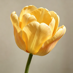 Flowerva Yellow Tulip Statement Bloom Premium Decor