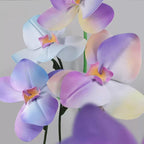 Flowerva Pastel Gradient Cadence Premium Decor