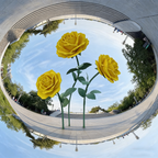 Flowerva Romantic Lush Garden Yellow Rose Premium Flower