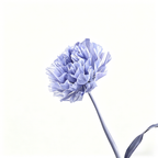 Flowerva Violet Haze Premium Flower