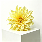 Flowerva Cream Dahlia Bloom Premium Decor