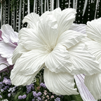 Flowerva Dreamweaver Art Premium Flower