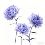 Flowerva Violet Haze Premium Flower