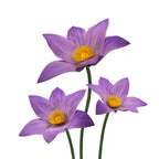 Flowerva Violet Lily Contour Set Premium Decor