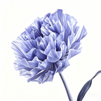 Flowerva Violet Haze Premium Flower