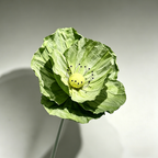 Flowerva Evergreen Poppy Premium Flower