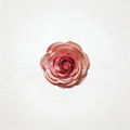 Flowerva Petal Sculptural Cadence Premium Decor