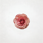 Flowerva Petal Sculptural Cadence Premium Decor