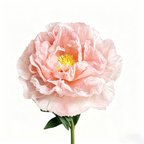 Flowerva Orchid Peony Luminaire Premium Flower