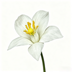 Flowerva Lily Only Silhouette Sprig Premium Decor