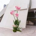 Flowerva Tulip Ensemble Premium Decor-Set F