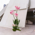Flowerva Tulip Ensemble Premium Decor