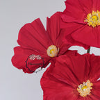 Instalación Artística de Amapolas de Papel Crepé Ethereal de Flowerva