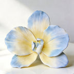 Flowerva Blue Orchid Chromatic Gradient Premium Decor